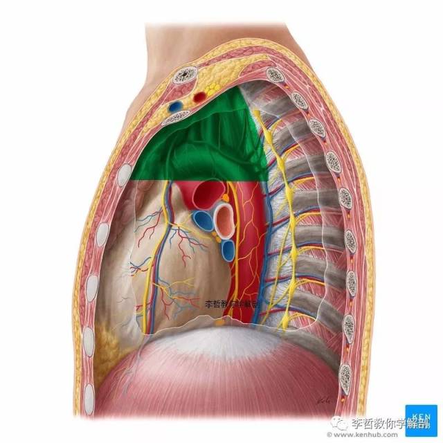 人体到底有多少大的腔隙?精美图片给你一个视觉冲击