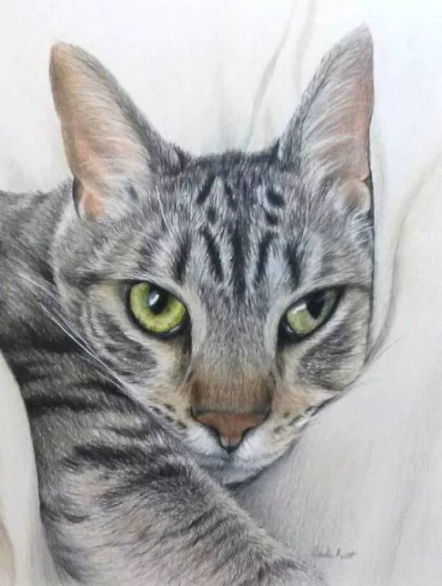 彩铅画的猫咪,可爱得过分了