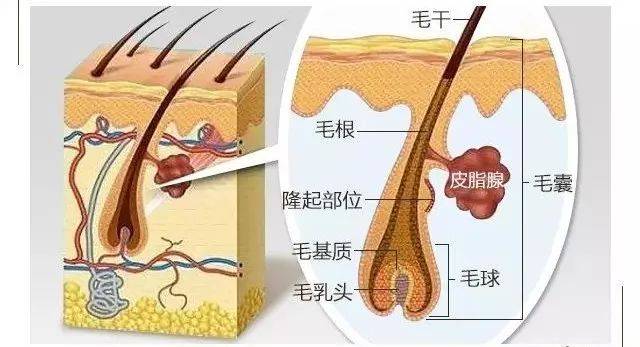 毛囊为什么会受损-健康频道-手机搜狐