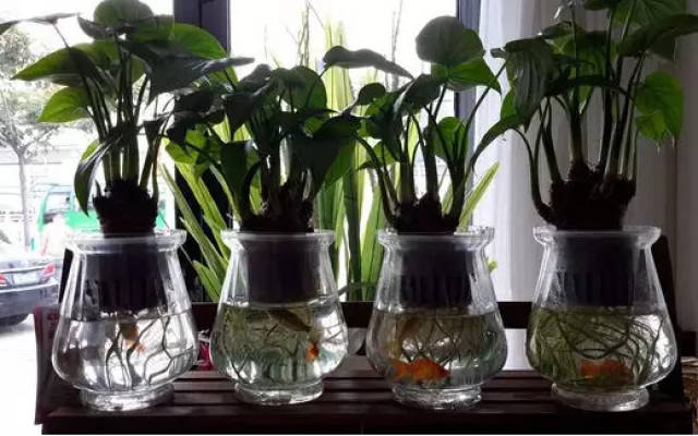养水培植物放一物瞬间家里的档次都高了