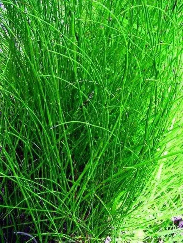 小时候常见的野花野草,你知道叫啥吗?太全了!