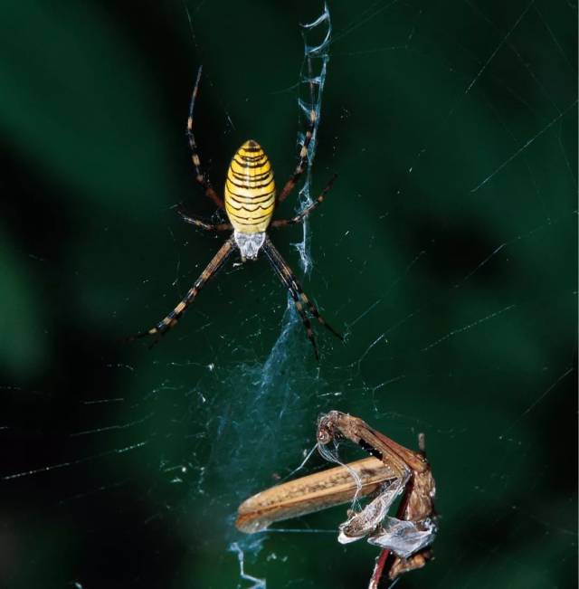 蜘蛛和螳螂的争斗向来都是互有胜负,特别是在螳螂稀里糊涂撞上蛛网