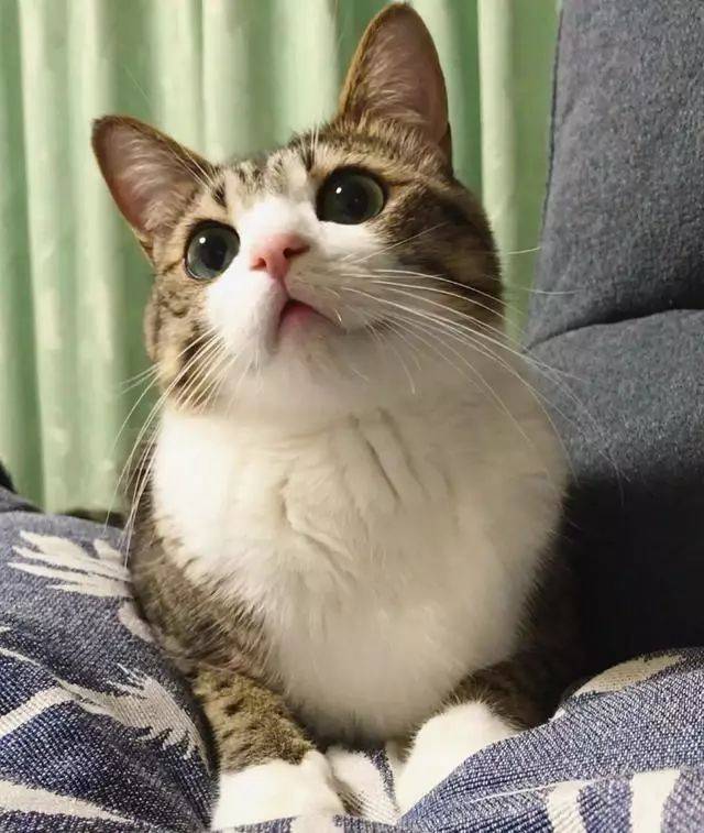 这只网红狸花猫的表情真是独一无二的可爱!