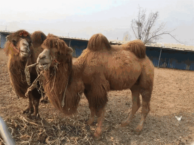 壁纸 犀牛 野生动物 640_480 gif 动态图 动图