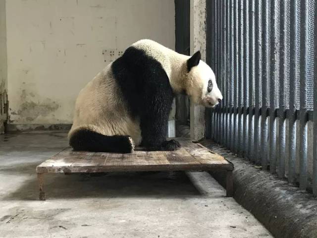 滚滚故事 | 大熊猫"新星"的浪漫熊生