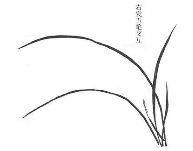 兰花怎么画?取法芥子园