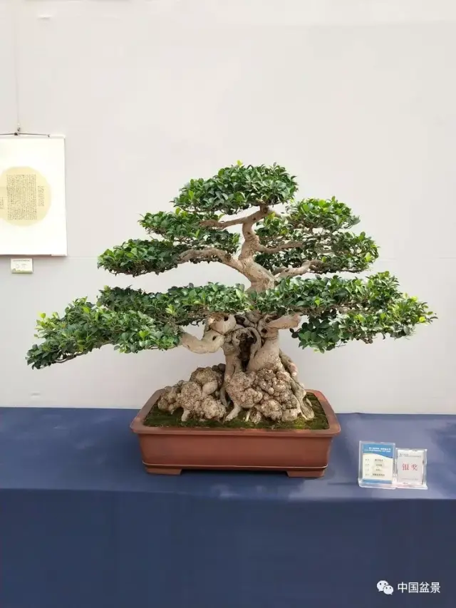 第五届中国精品盆景(沭阳)邀请展部分获奖作品欣赏