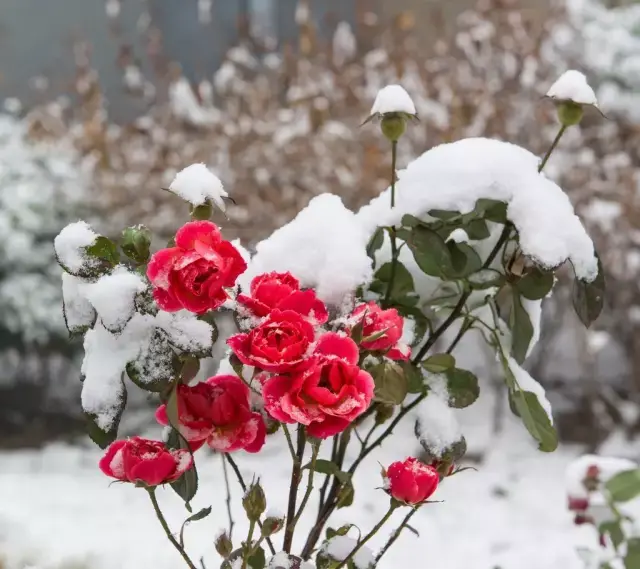 难得一见的雪中花,美到心醉!