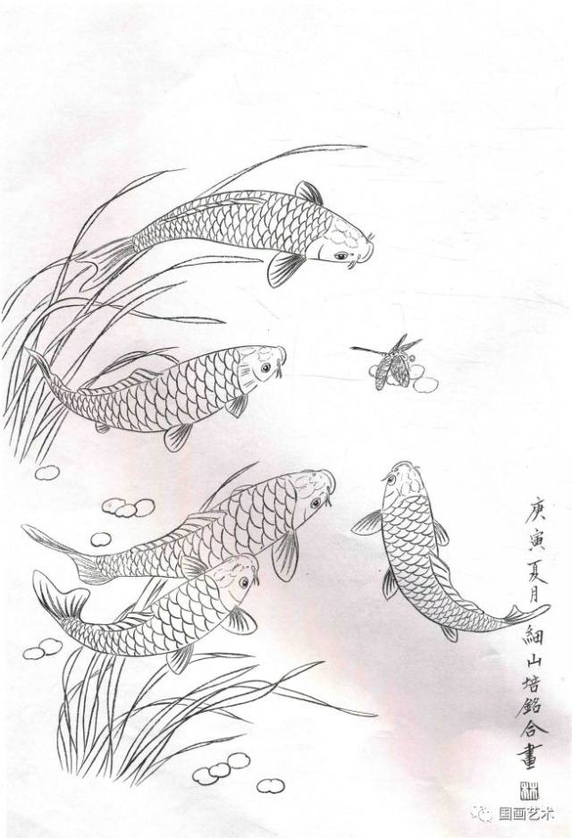 图文教程:工笔锦鲤画法与白描画稿