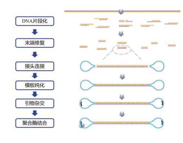 三代测序最新升级sequel 通量更高成本更低周期更短!