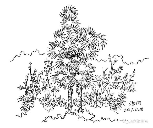 此画是棕榈树.图片