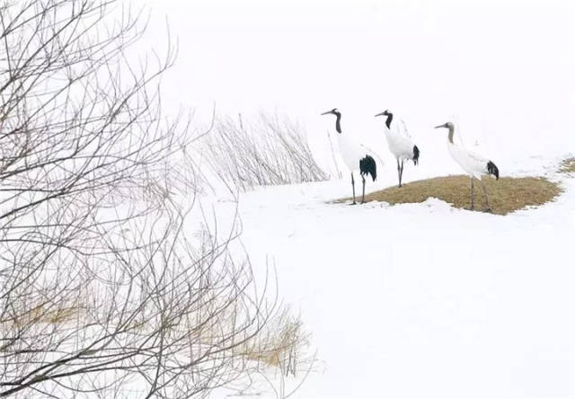 1月19日-26日 | 冬の北海道雪季-仙鹤-虎头海雕8日团