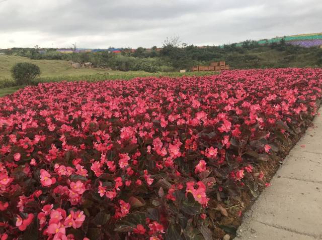 安顺世界花都!一大波福利来袭