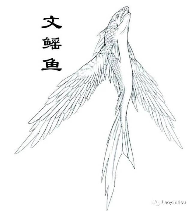 《山海经》原文:是多文鳐鱼,状如鲤鱼,鱼身而鸟翼,苍文而白首赤喙,常