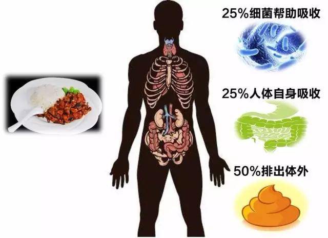 肥胖是因为吃得多吗?