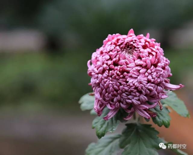 到南湖看菊花展吧,最美的菊花全在那了!