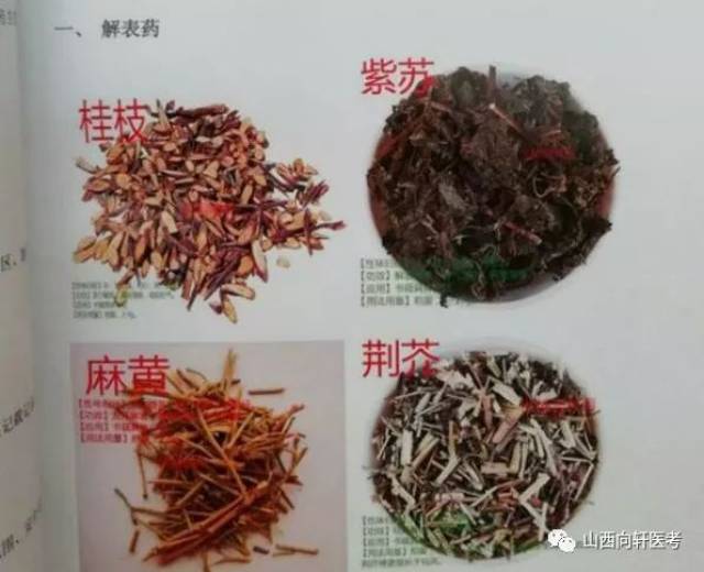 中药材辨识图 来源:网络