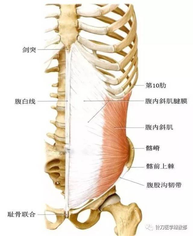 【解剖】高清腹前壁肌肉解剖图