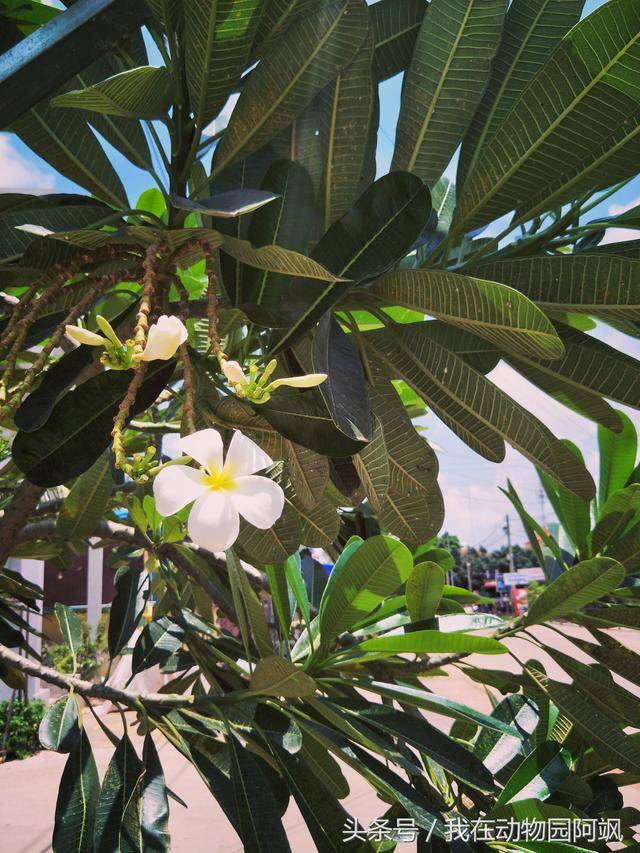 柬埔寨国花:鸡蛋花