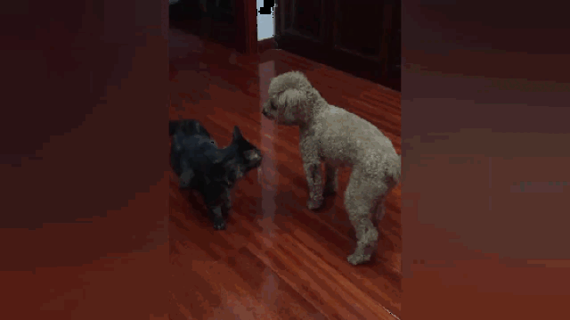 泰迪和猫咪打架,霸气泰迪抱摔猫咪,网友:这狗去过少林