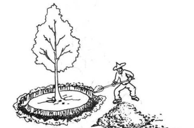 图示最常见的4种树木施肥法,保管一看就会