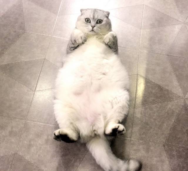 一只绝育的公猫总被问什么时候生,翻个身就起不来了…如图.