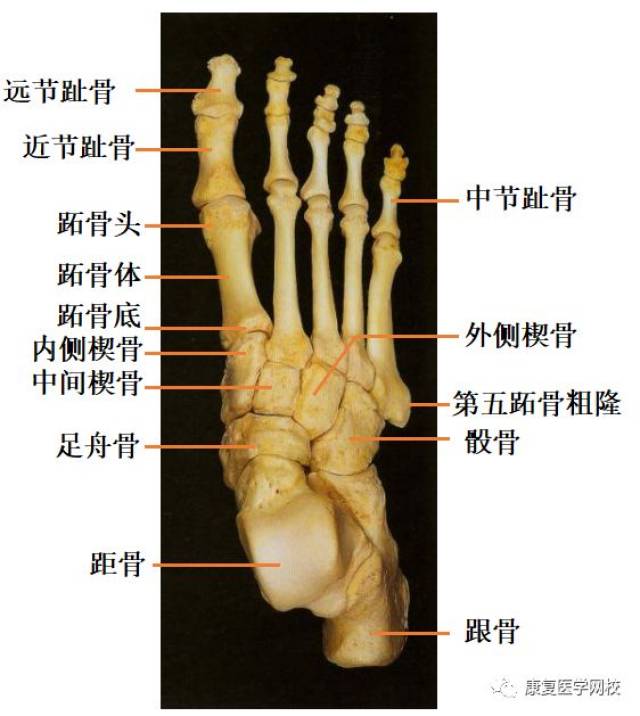 跗骨(7) 距骨,跟骨,足舟骨,骰骨,内侧楔骨,中间楔骨,外侧楔骨 b.