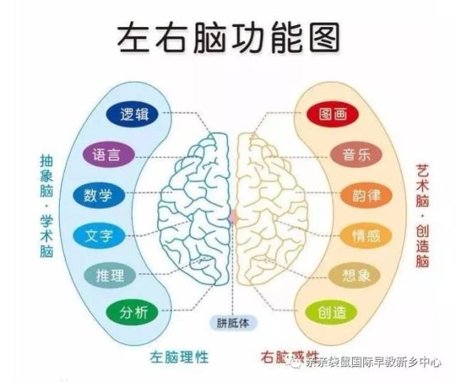 全脑开发,要从左右脑分工开始