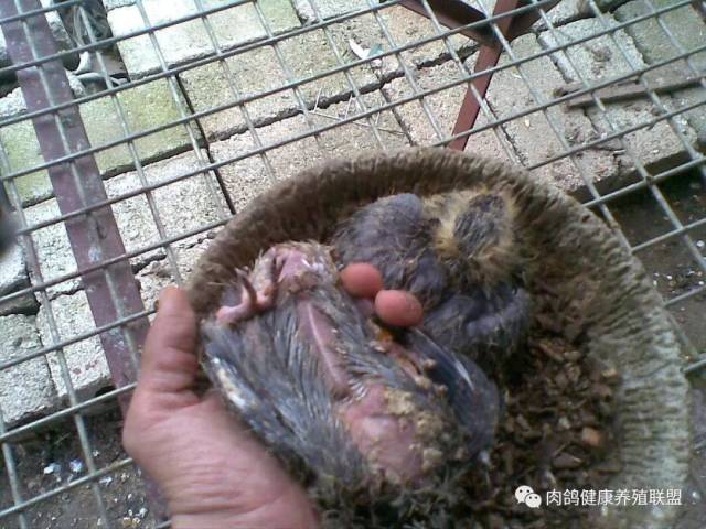因为毛滴虫是鸽子体内自带的虫子,当鸽子的体制下降的时候,毛滴虫就会