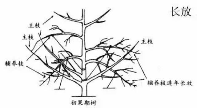 果树修剪入门,这些都不会就真说不过去了!快收藏!