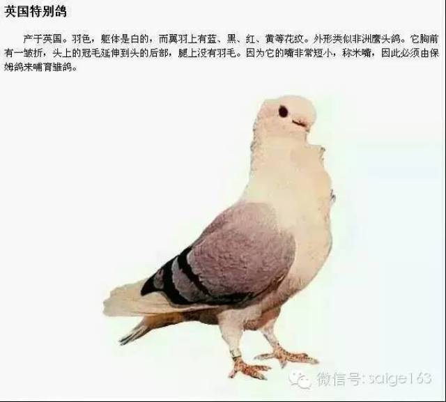ƷͼĲï()