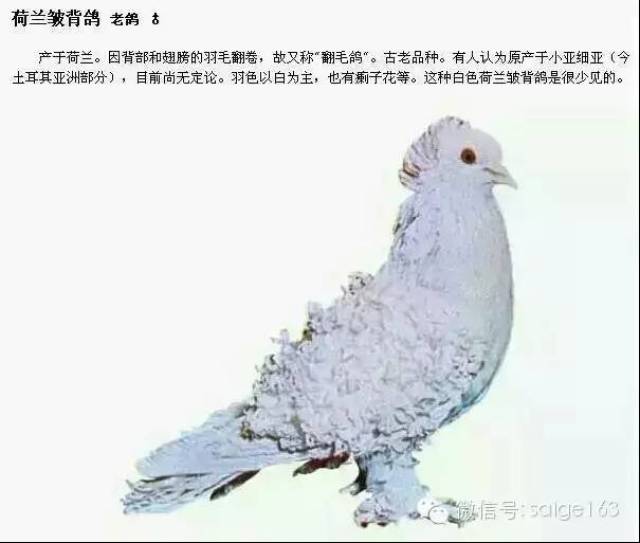 ƷͼĲï()