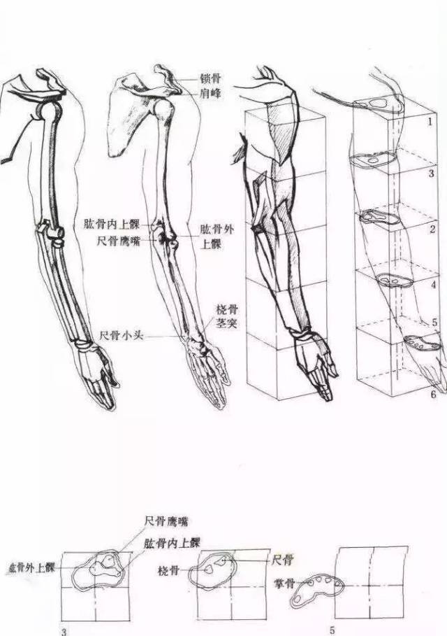 手的结构比较复杂,骨骼主要有桡骨茎突,尺骨,三角骨,头状骨,钩骨