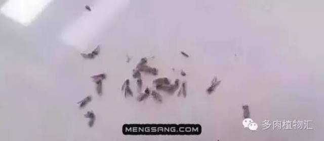 例如回家后发现多肉附近出现各种小飞黑,活着小白虫.
