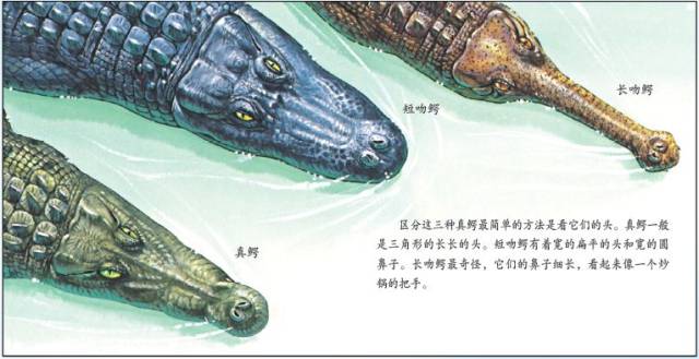 以上均是 答案:d 4.  区分真鳄,短吻鳄和长吻鳄最简单的方法是什么?