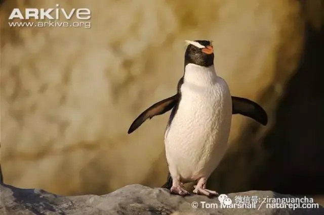 6,黄眉企鹅