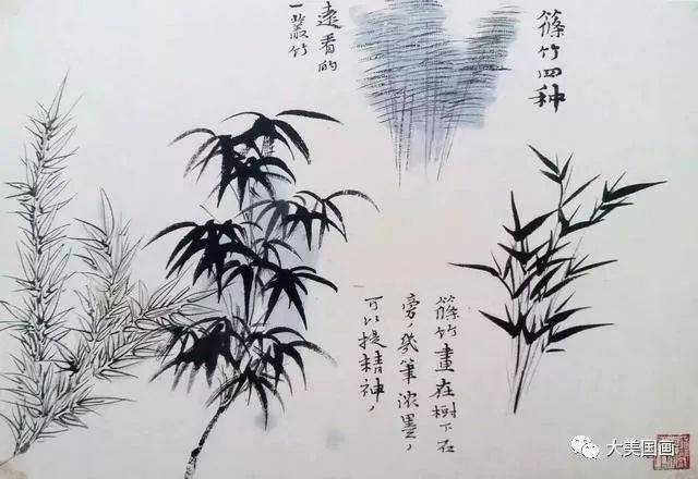 凤尾竹,叶密细长. 慈孝竹.