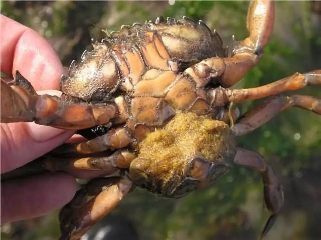 蟹黄蟹膏是螃蟹的生殖器官?原来你是这样的大闸蟹