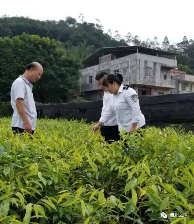 浦北县开展林业植物检疫工作