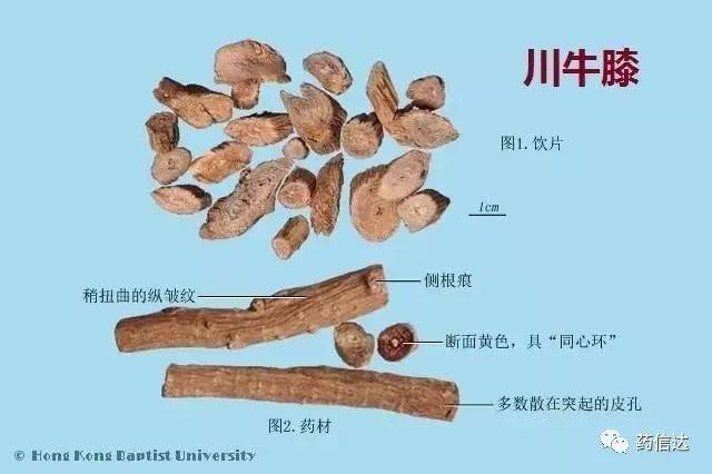 中药去根原理是什么_中药黄金是什么样子