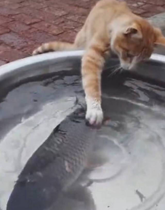 猫咪看上了主人刚买的大鱼,它偷偷下手了,结局有点意外