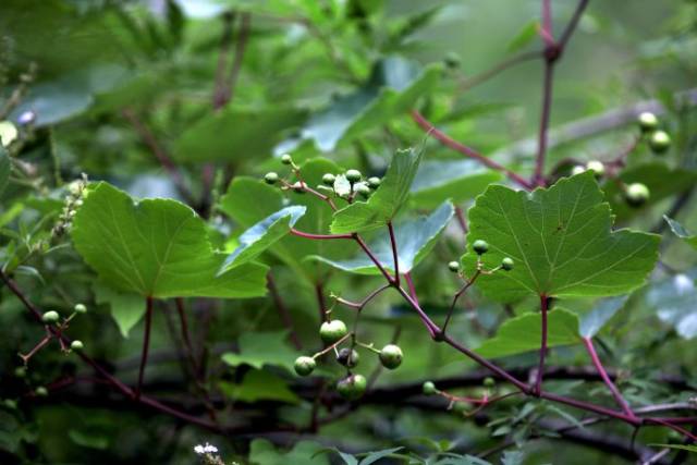 农村有一种奇怪的植物,被村民叫做"蛇葡萄"这种葡萄的