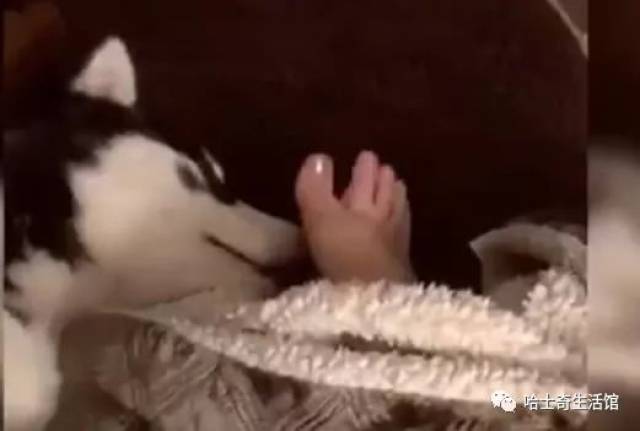 二哈睡梦中舔了一下女主人臭脚丫,接下来二哈的表情亮