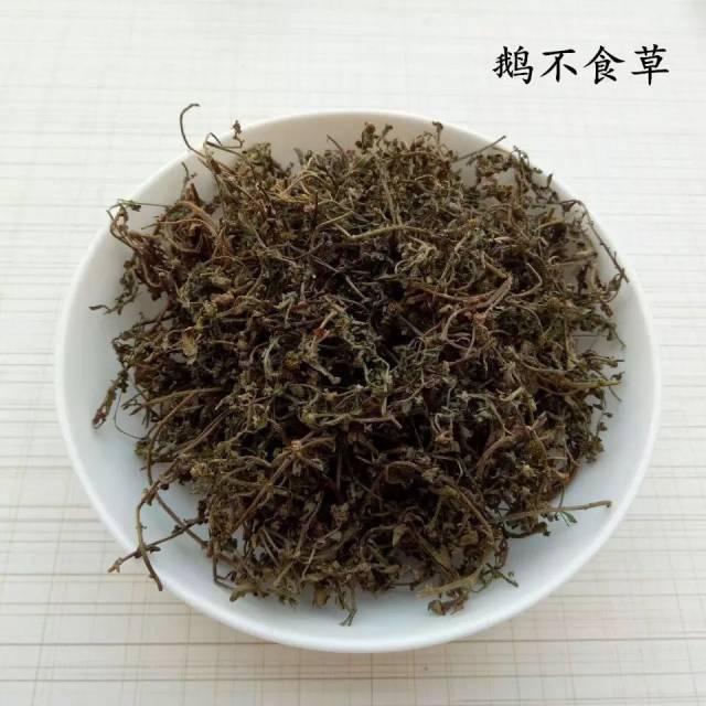 潮汕草药:鹅不食草