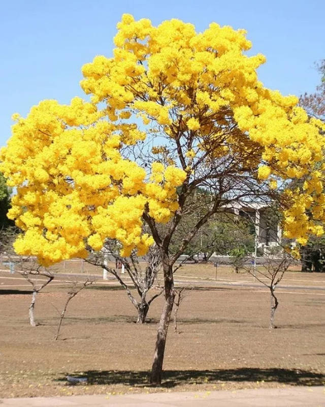 黄花风铃木