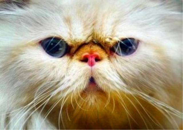 精选一组极搞笑的趣图(一)