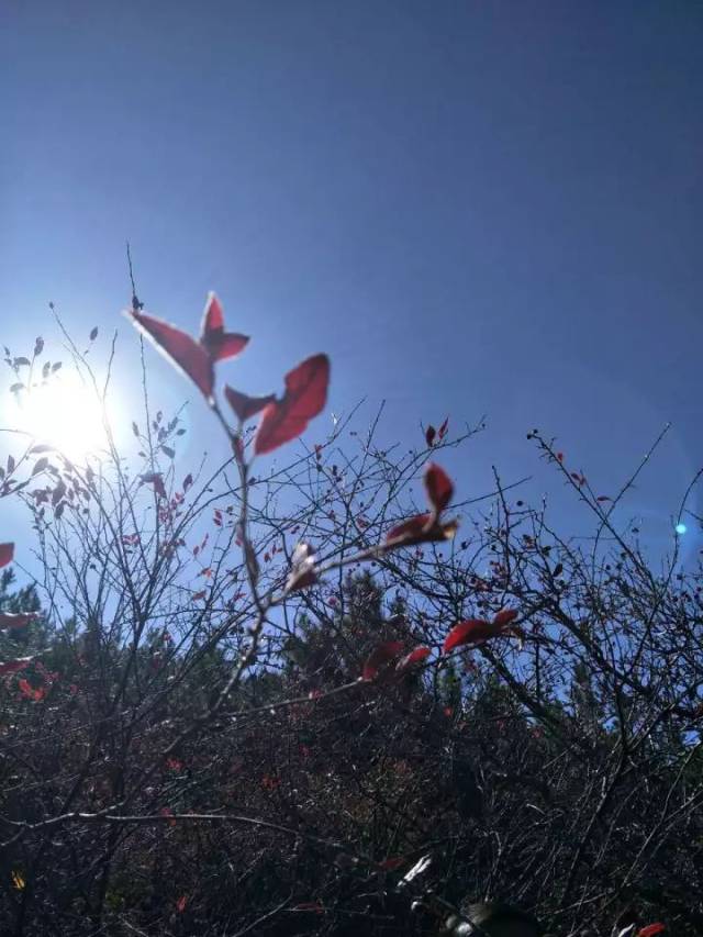 【白塔沙龙】孙蕊萍│初见天峻山