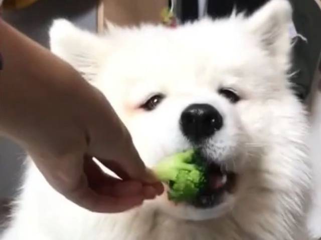 只要张开嘴,就没有狗子们吃不下的东西!