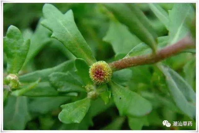 潮汕草药:鹅不食草