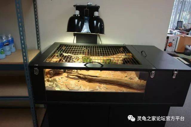 陆龟 箱龟 半水龟 饲养环境设置大全